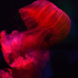 ꒦꒷Lucifer Bay꒷꒦ (LB) Discord Server Logo