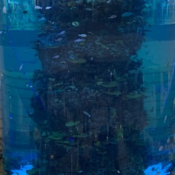 sols rng Discord Server Logo