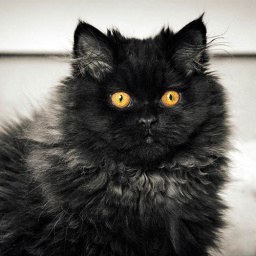 tom didnt give me my banks what a bitch! Discord Server Logo