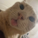 Cat Island Discord Server Logo