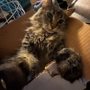 Cat Island Discord Server Logo