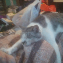 Cat Island Discord Server Logo