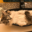 Cat Island Discord Server Logo