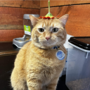 Cat Island Discord Server Logo