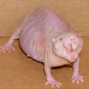 Mole Rat Fan Club Discord Server Logo
