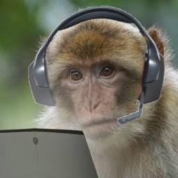 We are Monkes Discord Server Logo