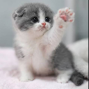 Kitten Family Discord Server Logo