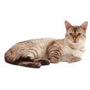 FXD Hangout Discord Server Logo