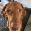 Borre’s doggo server Discord Server Logo