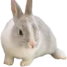 9兔與他的快樂夥伴 Discord Server Logo