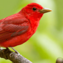 the birbs Discord Server Logo