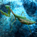 mantis world Discord Server Logo